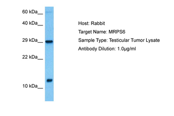 MRPS6 Rabbit Polyclonal Antibody