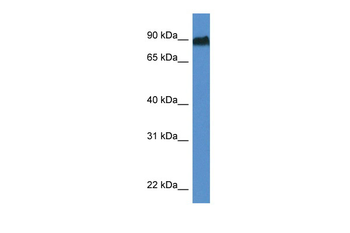 Sik1 Rabbit Polyclonal Antibody