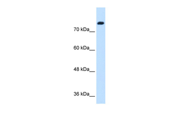 SNF1LK Rabbit Polyclonal Antibody