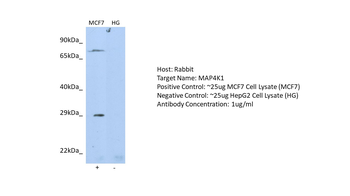MAP4K1 Rabbit Polyclonal Antibody
