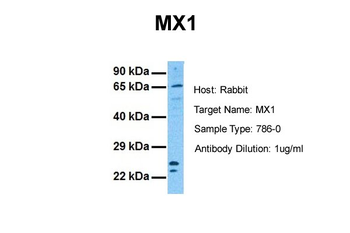 MX1 Rabbit Polyclonal Antibody