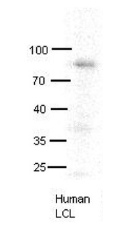 MX1 Rabbit Polyclonal Antibody