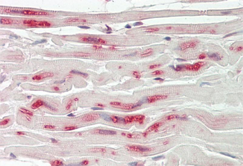 MX1 Rabbit Polyclonal Antibody