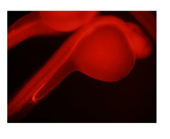 NOLC1 Rabbit Polyclonal Antibody