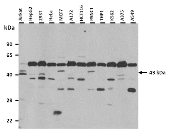 Bcat1 Rabbit Polyclonal Antibody