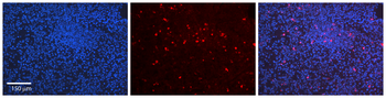 LMNB1 Rabbit Polyclonal Antibody