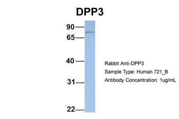 DPP3 Rabbit Polyclonal Antibody
