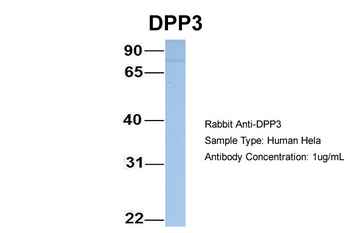 DPP3 Rabbit Polyclonal Antibody
