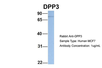 DPP3 Rabbit Polyclonal Antibody