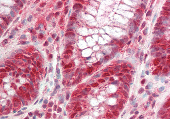 MAT2A Rabbit Polyclonal Antibody