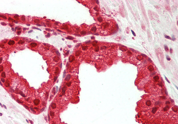 MAT2A Rabbit Polyclonal Antibody