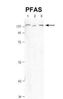 PFAS Rabbit Polyclonal Antibody
