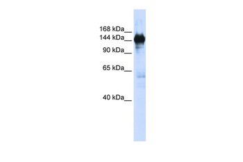 PFAS Rabbit Polyclonal Antibody