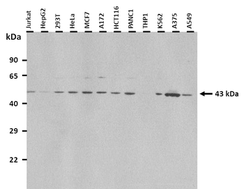 USP18 Rabbit Polyclonal Antibody