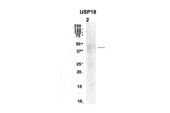 USP18 Rabbit Polyclonal Antibody