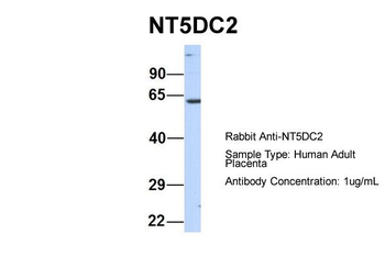 NT5DC2 Rabbit Polyclonal Antibody