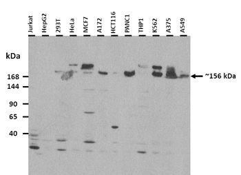 NINL Rabbit Polyclonal Antibody