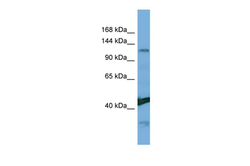 NINL Rabbit Polyclonal Antibody