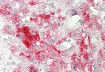 NINL Rabbit Polyclonal Antibody