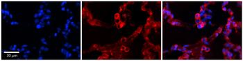 GPAA1 Rabbit Polyclonal Antibody