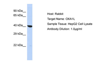 OXA1L Rabbit Polyclonal Antibody