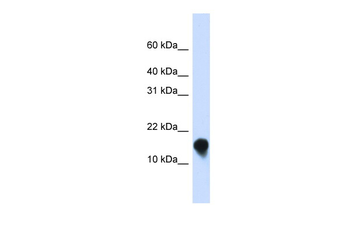 FXYD1 Rabbit Polyclonal Antibody