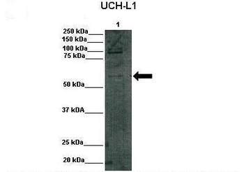 DGCR2 Rabbit Polyclonal Antibody