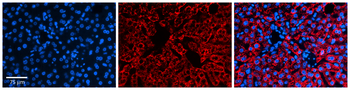 ALDH6A1 Rabbit Polyclonal Antibody