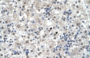 RTN2 Rabbit Polyclonal Antibody