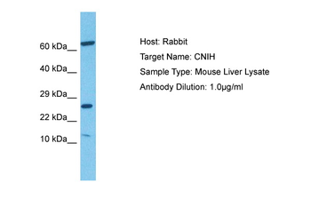CNIH1 Rabbit Polyclonal Antibody
