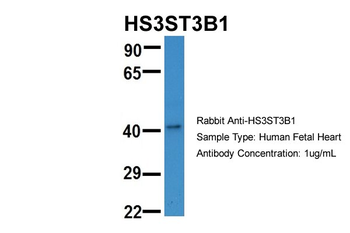HS3ST3B1 Rabbit Polyclonal Antibody