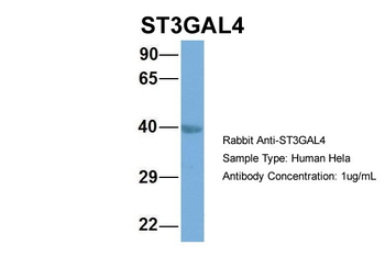 ST3GAL4 Rabbit Polyclonal Antibody