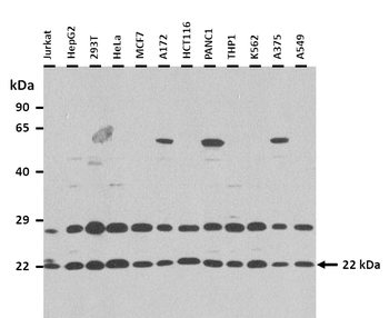 PGRMC1 Rabbit Polyclonal Antibody