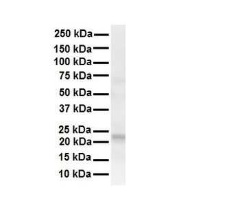 TMED1 Rabbit Polyclonal Antibody