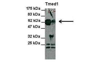 Tmed1 Rabbit Polyclonal Antibody