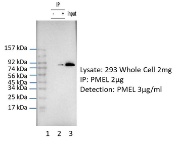SILV Rabbit Polyclonal Antibody