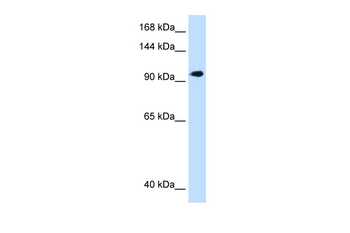 SEC63 Rabbit Polyclonal Antibody