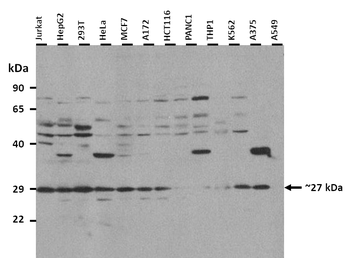 LAPTM4A Rabbit Polyclonal Antibody