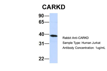NAXD Rabbit Polyclonal Antibody