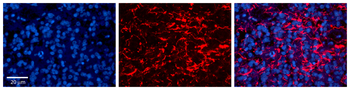 LAPTM4B Rabbit Polyclonal Antibody
