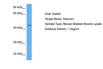 SERPINE1 Rabbit Polyclonal Antibody