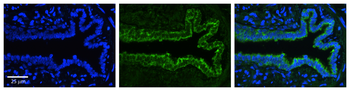 SERPINE1 Rabbit Polyclonal Antibody