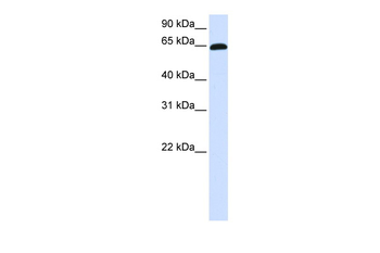 ZNF37A Rabbit Polyclonal Antibody