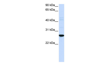 DRGX Rabbit Polyclonal Antibody