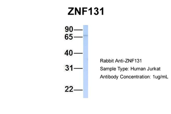 ZNF131 Rabbit Polyclonal Antibody