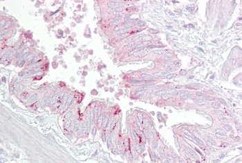 PA2G4 Rabbit Polyclonal Antibody