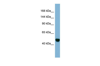 MAML3 Rabbit Polyclonal Antibody