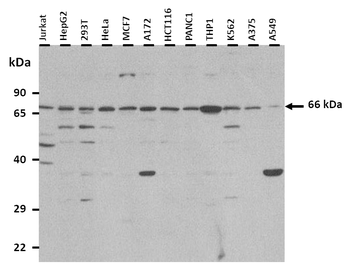 SELENON Rabbit Polyclonal Antibody