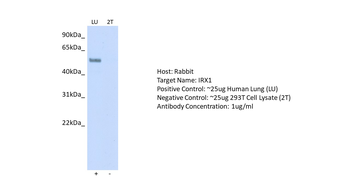 IRX1 Rabbit Polyclonal Antibody