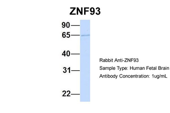 ZNF93 Rabbit Polyclonal Antibody